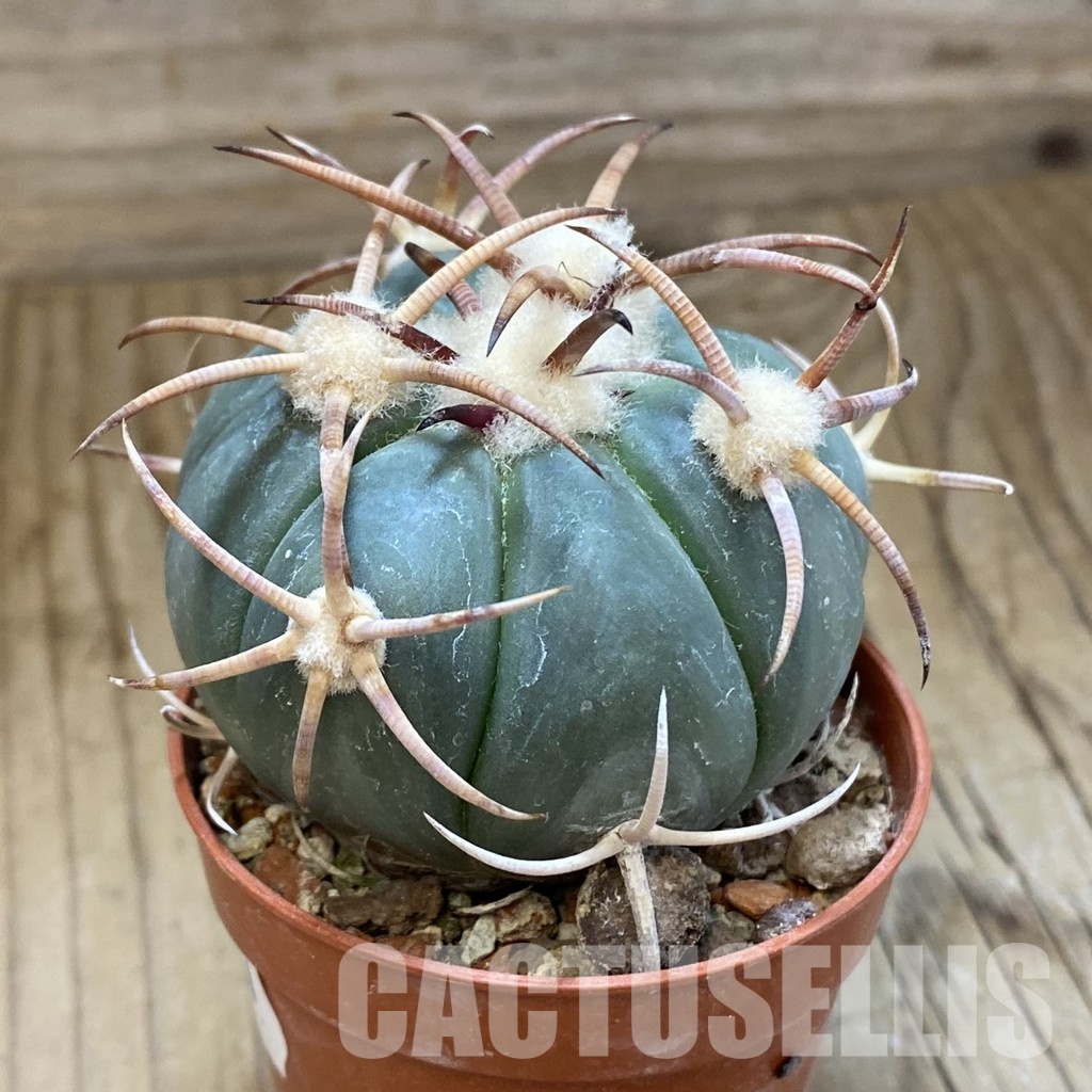 SH33931 Echinocactus horizonthalonius IDD 241/03 - Image 2