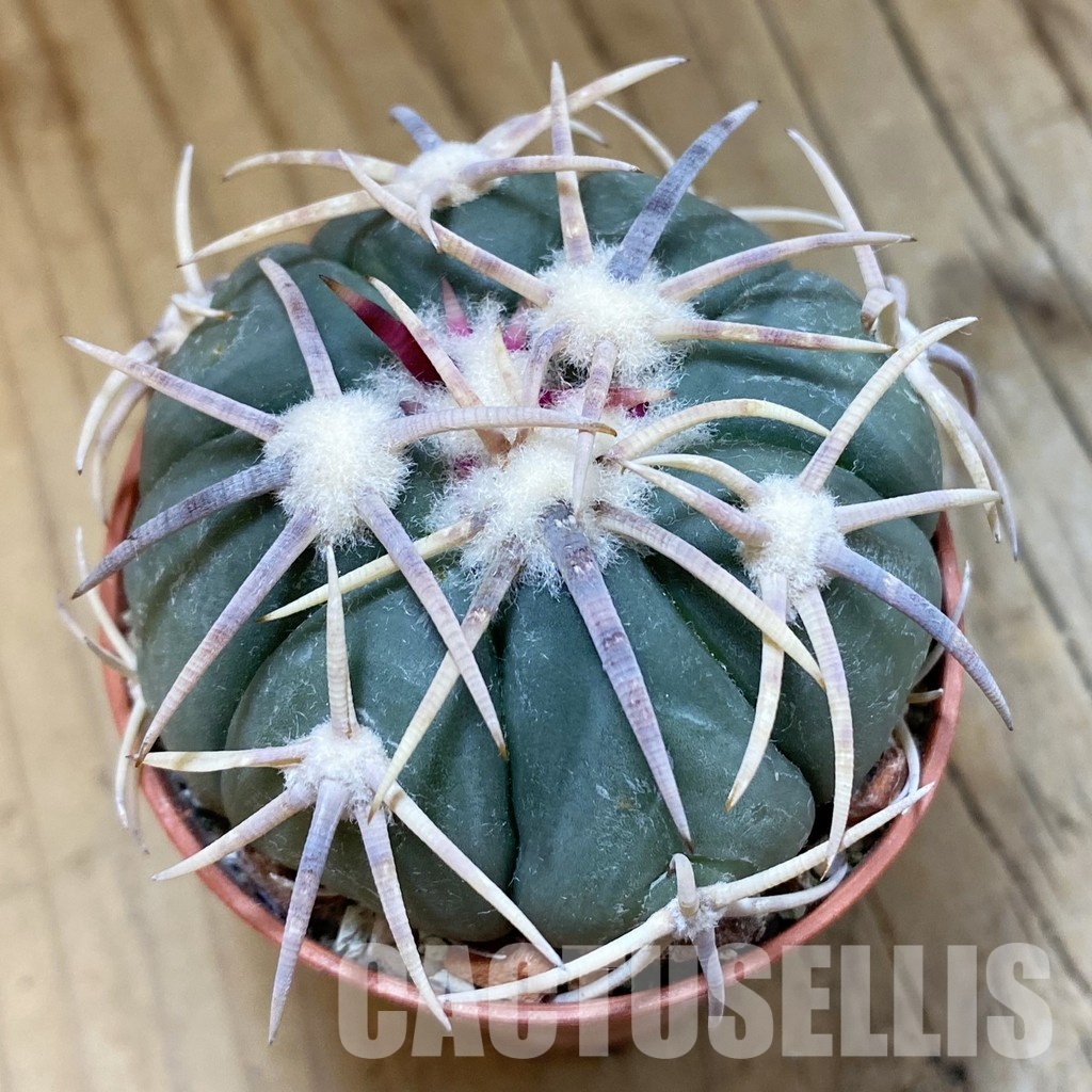 SH33932 Echinocactus horizonthalonius – Carazone d Monte-