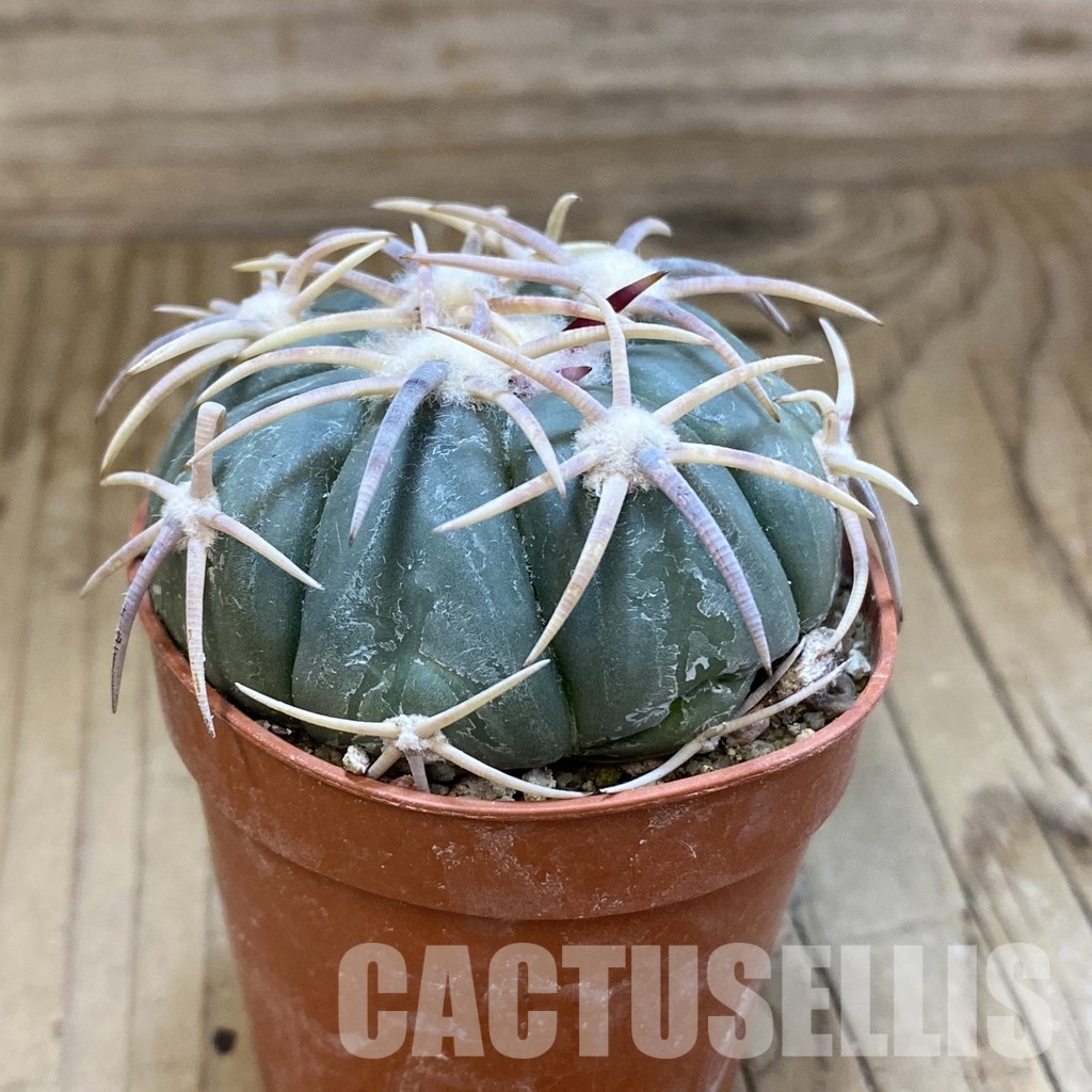 SH33932 Echinocactus horizonthalonius – Carazone d Monte- - Image 2