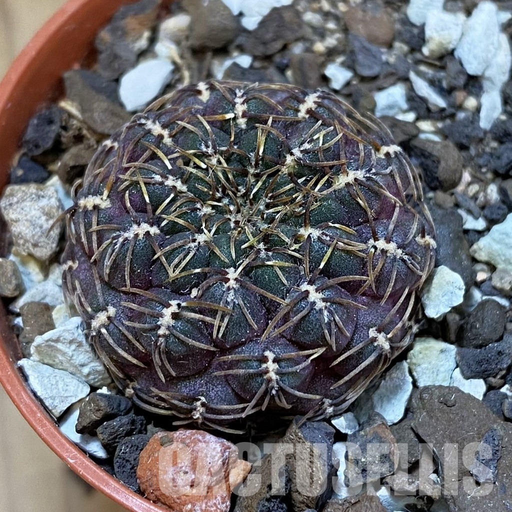 SH33934 Rebutia pulchra VS 416