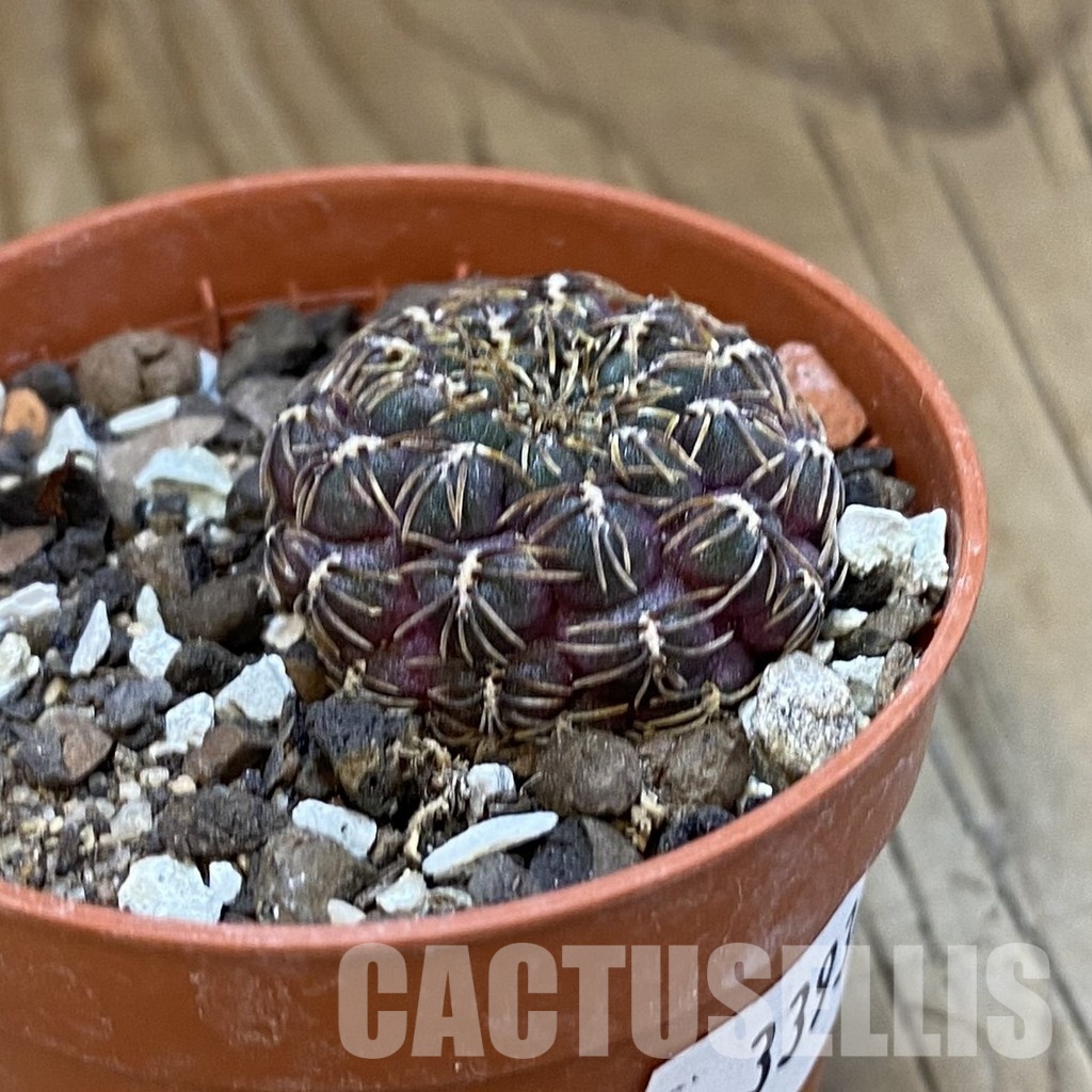 SH33934 Rebutia pulchra VS 416 - Image 2