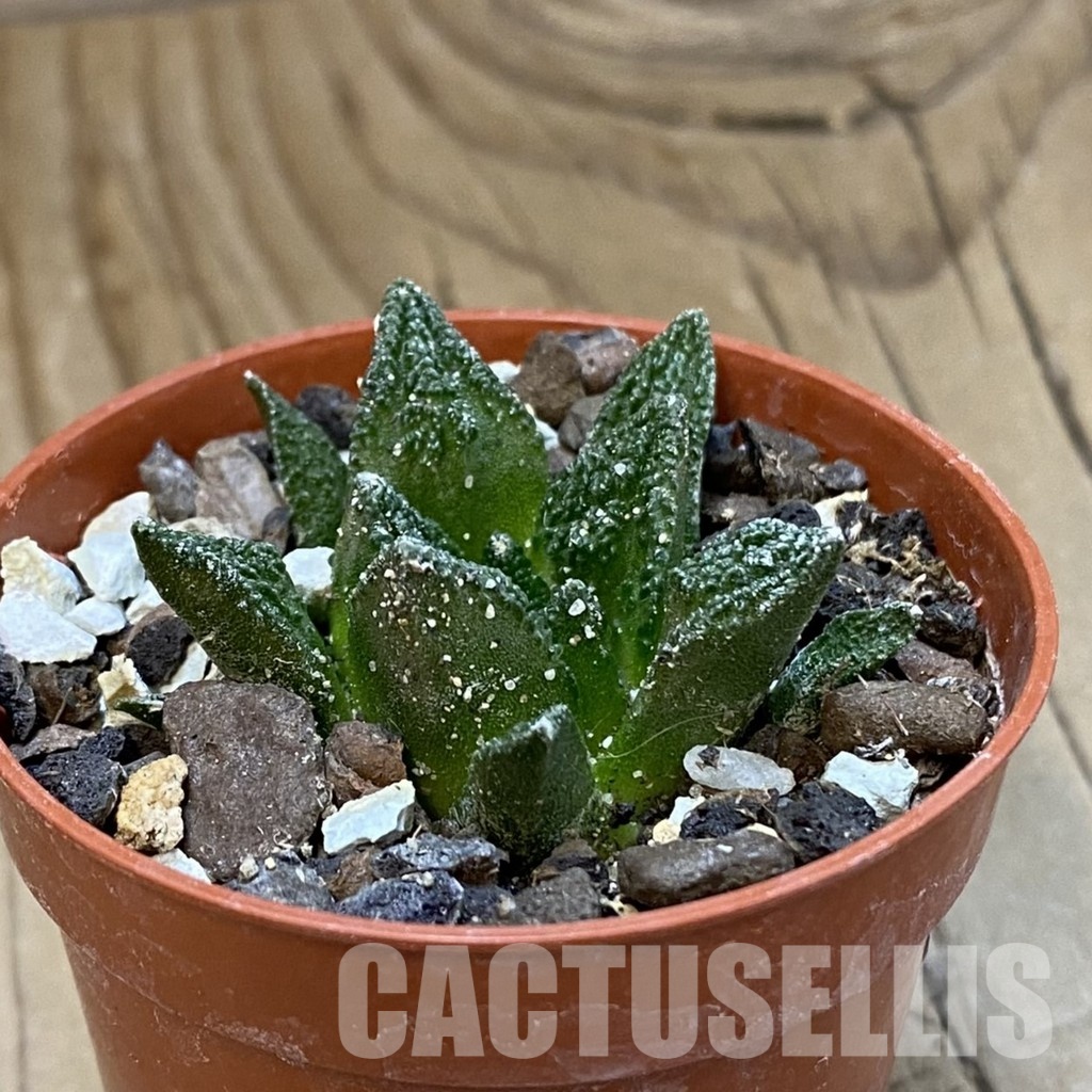 SH33937 Ariocarpus hintonii -Matehuala- - Image 2