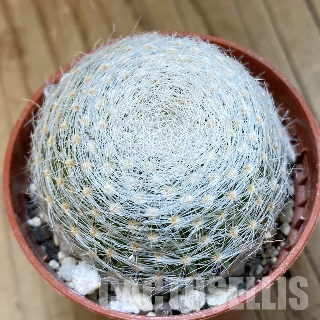 SH33938 Mammillaria lenta
