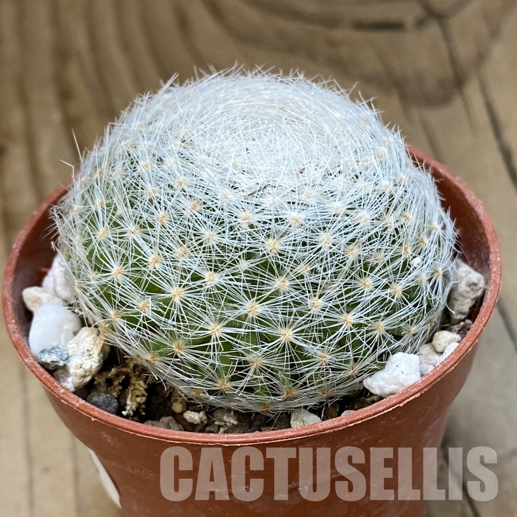 SH33938 Mammillaria lenta - Image 2
