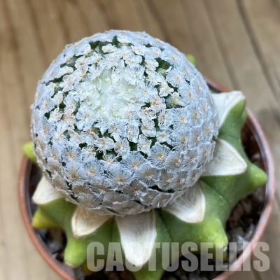 SH33939 Mammillaria breviplumosa GCG12500, grafted