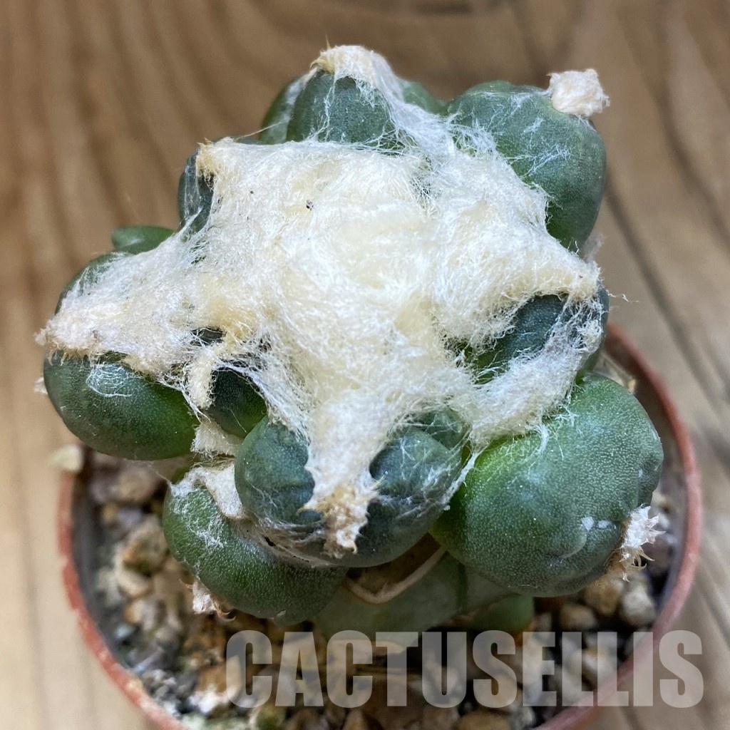 SH33941 Ariocarpus retusus ‘Three Finger’ FAT 124, grafted