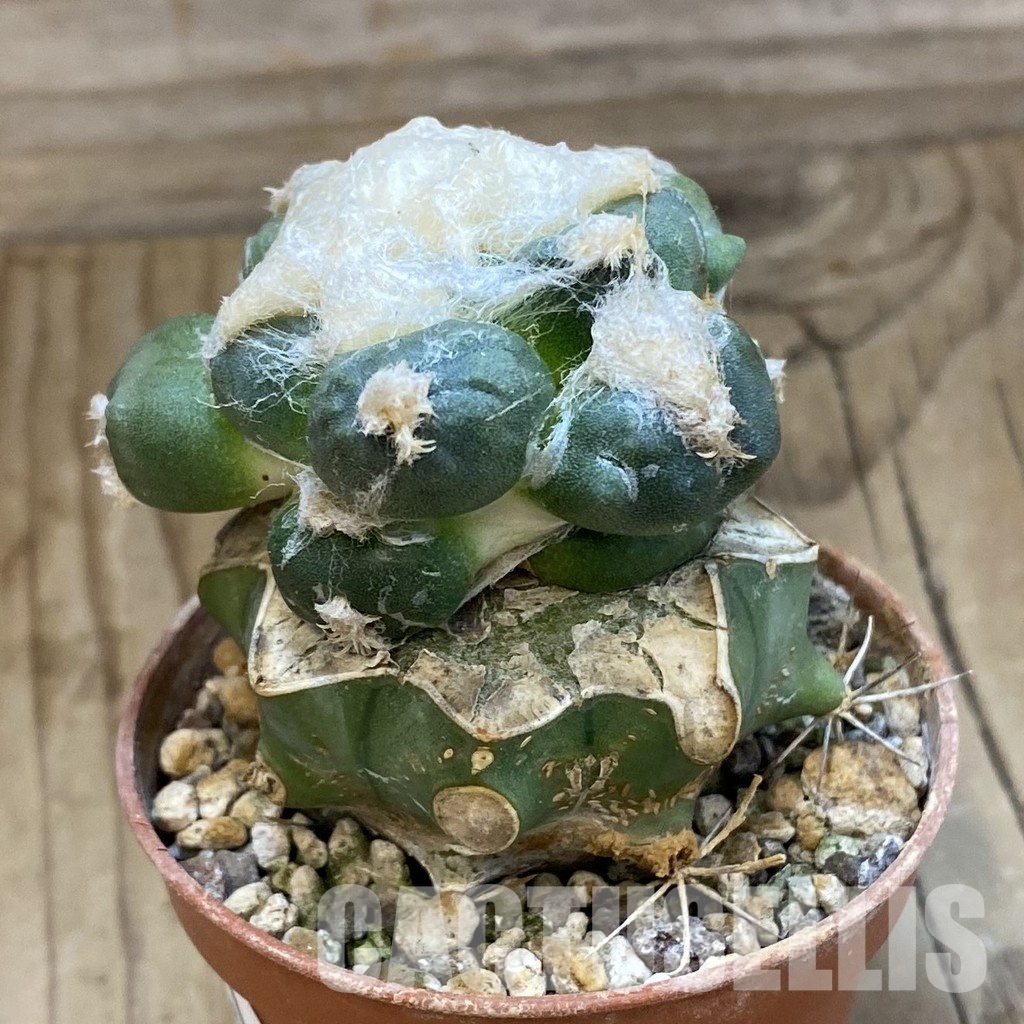 SH33941 Ariocarpus retusus ‘Three Finger’ FAT 124, grafted - Image 2
