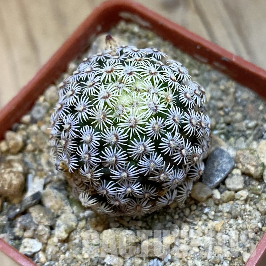 SH33943 Mammillaria hernandezii