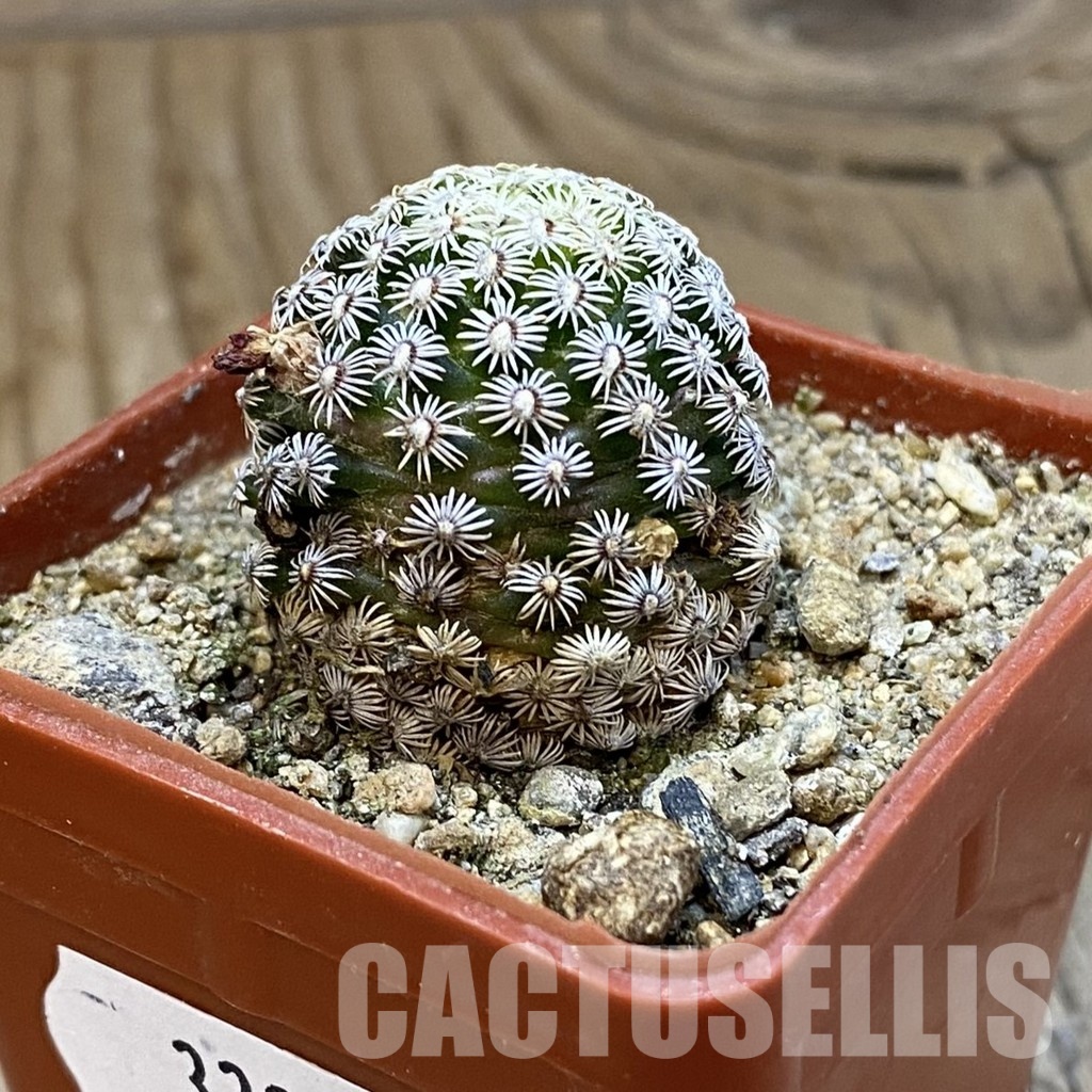 SH33943 Mammillaria hernandezii - Image 2
