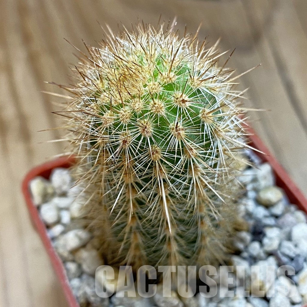 SH33917 Haageocereus decumbens ASK 341.3
