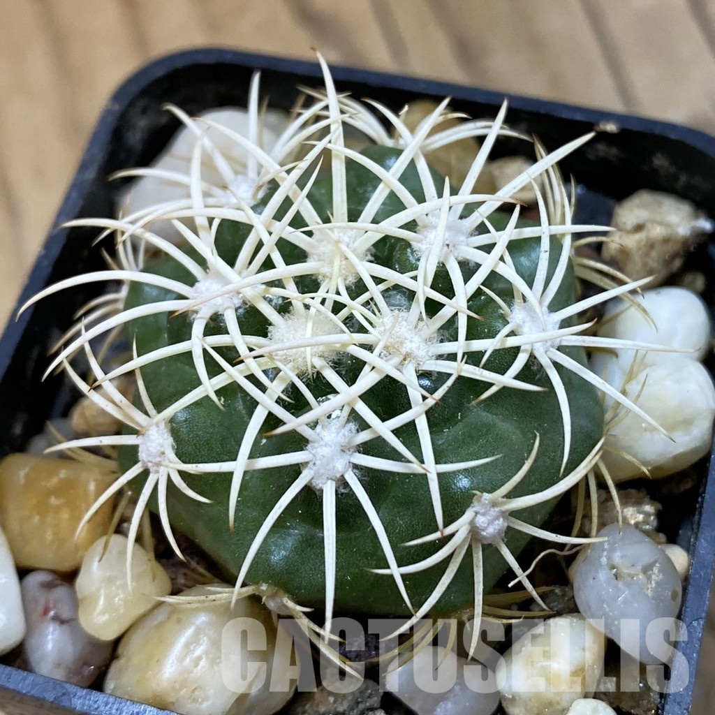 SH33946 Discocactus zehntneri ssp. alagoinhae, own roots