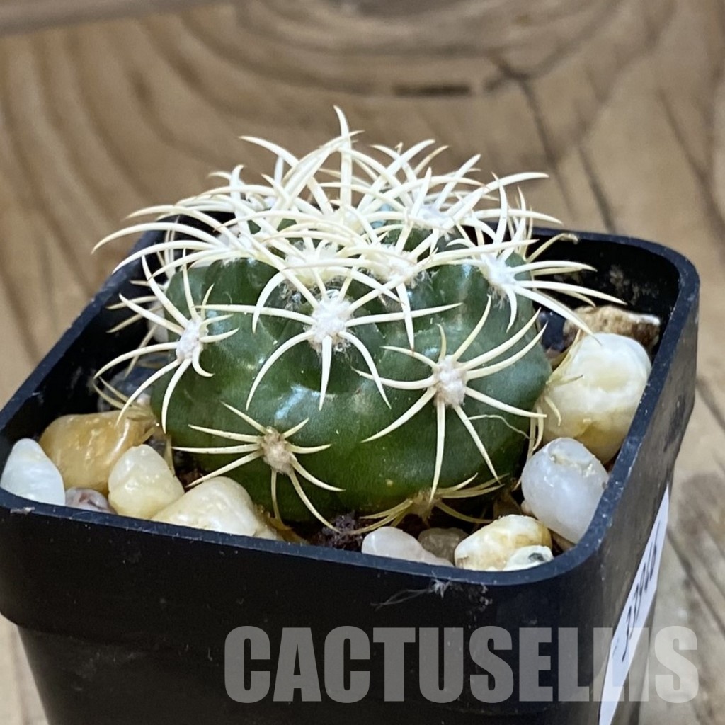 SH33946 Discocactus zehntneri ssp. alagoinhae, own roots - Image 2