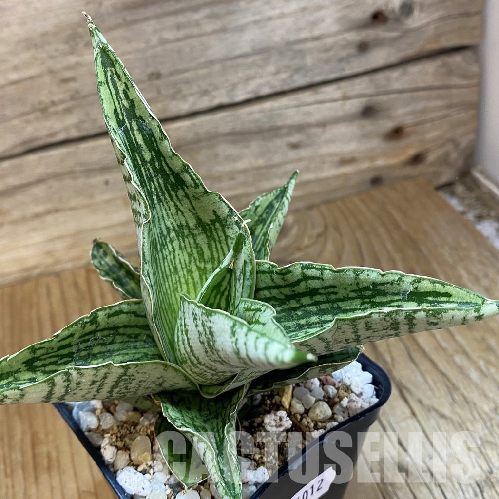 SH34012 Sansevieria 'Kahyangan' hybrid