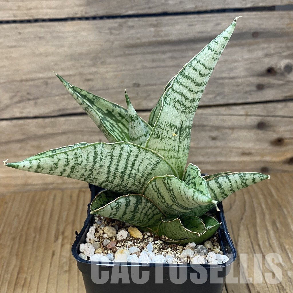 SH34012 Sansevieria 'Kahyangan' hybrid - Image 2