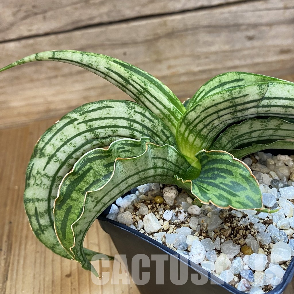 SH34014 Sansevieria 'Watermelon' hybrid - Image 2