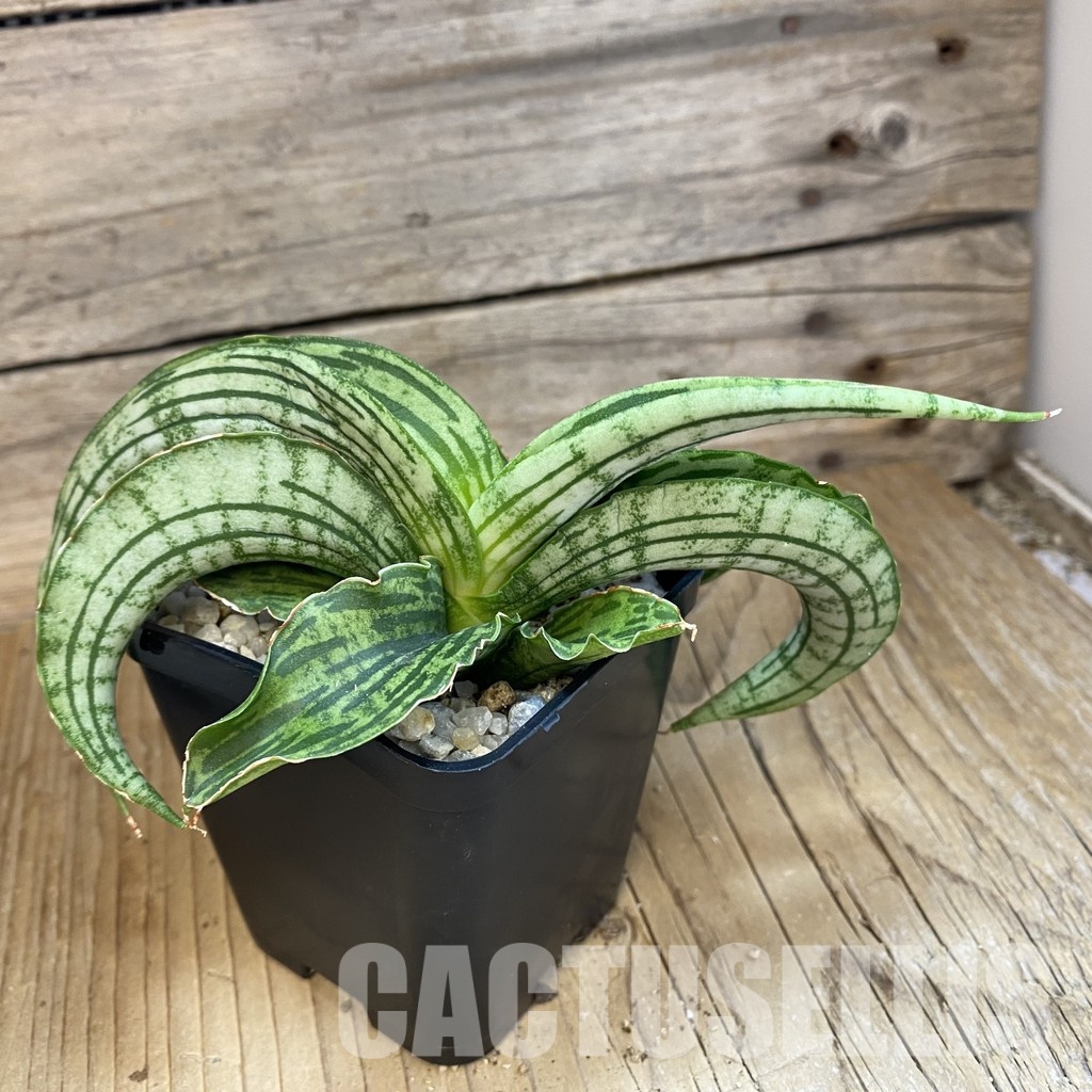 SH34014 Sansevieria 'Watermelon' hybrid - Image 3