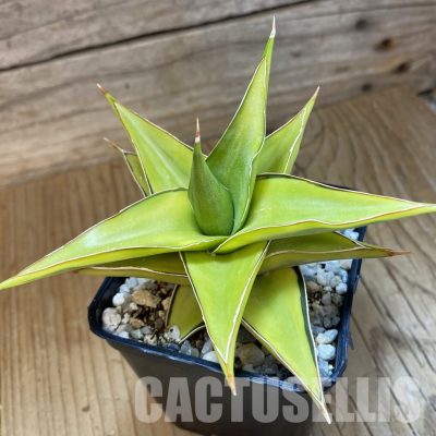SH34018 Sansevieria ‘Blue leaf’ f. variegata