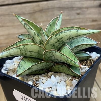 SH34019 Sansevieria ‘Dony’ hybrid