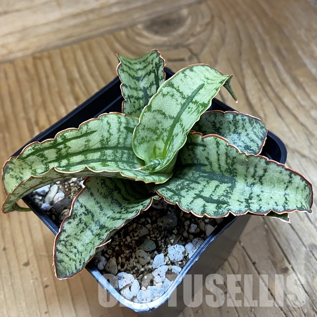 SH34021 Sansevieria 'Arboyo' hybrid