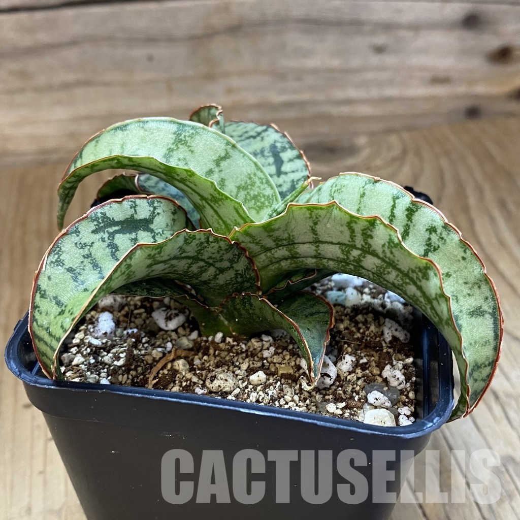 SH34021 Sansevieria 'Arboyo' hybrid - Image 2
