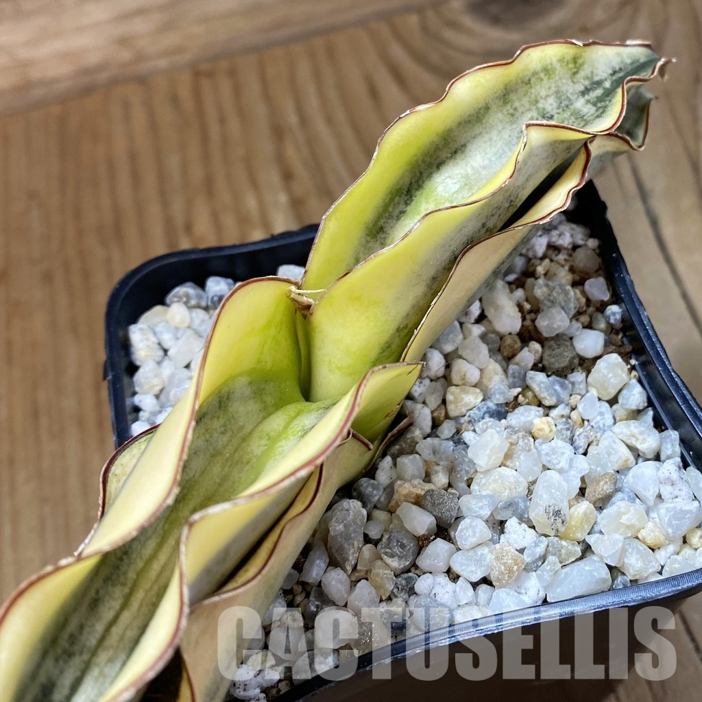 SH34010 Sansevieria kirkii ‘White’ - Image 2
