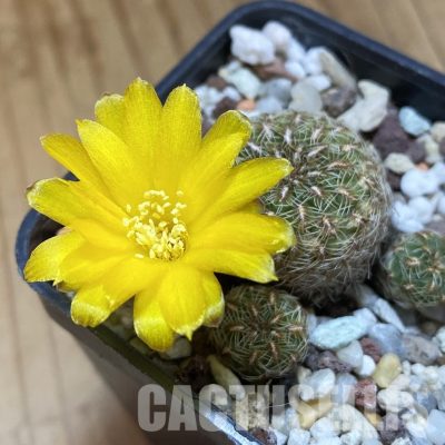 SH34024 Sulcorebutia elizabethae VZ 204