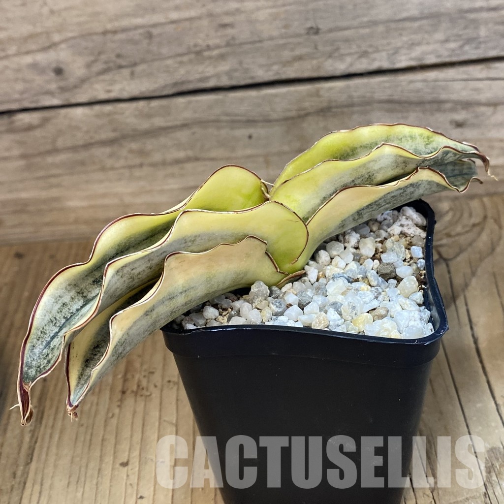 SH34010 Sansevieria kirkii ‘White’ - Image 3
