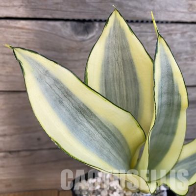 SH34078 Sansevieria ‘Moonshine Splash’