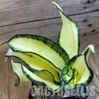 SH34079 Sansevieria ‘Golden Wendy’