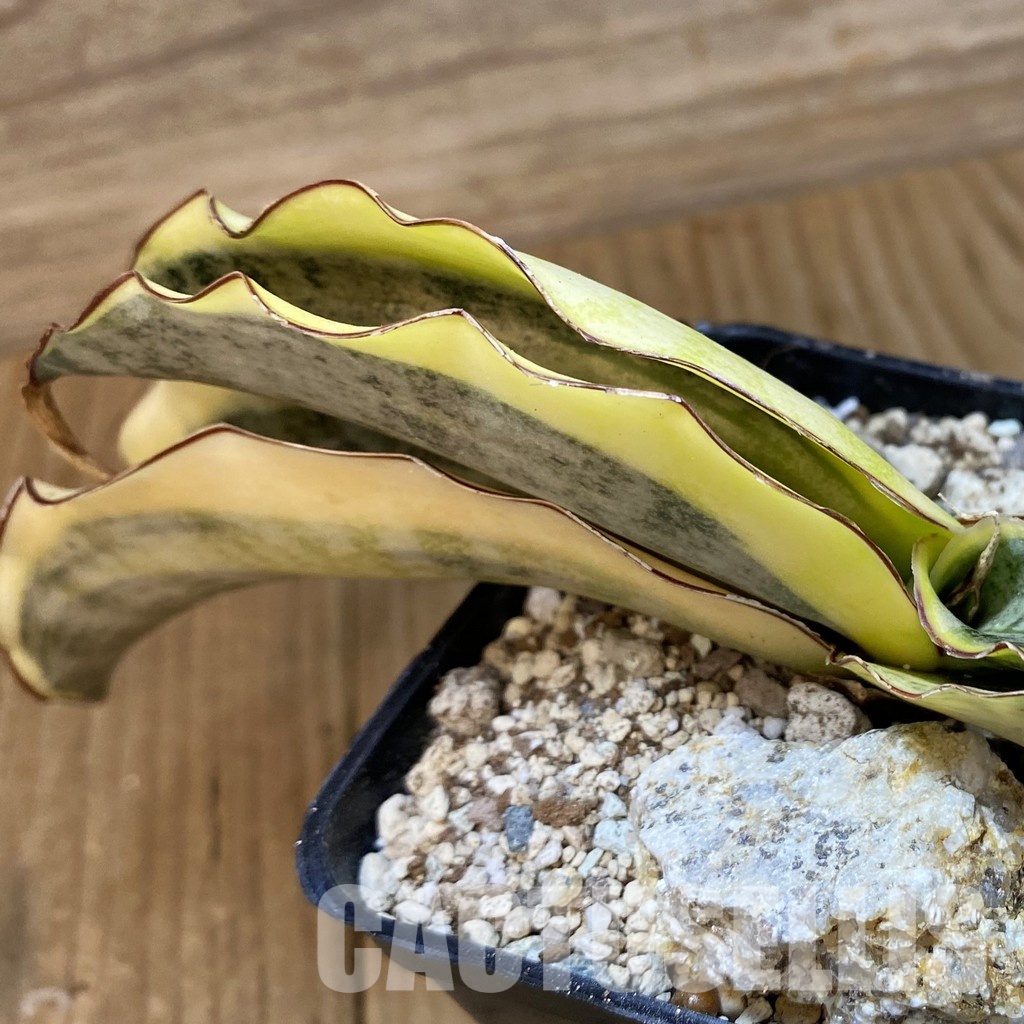 SH34082 Sansevieria kirkii ‘White’