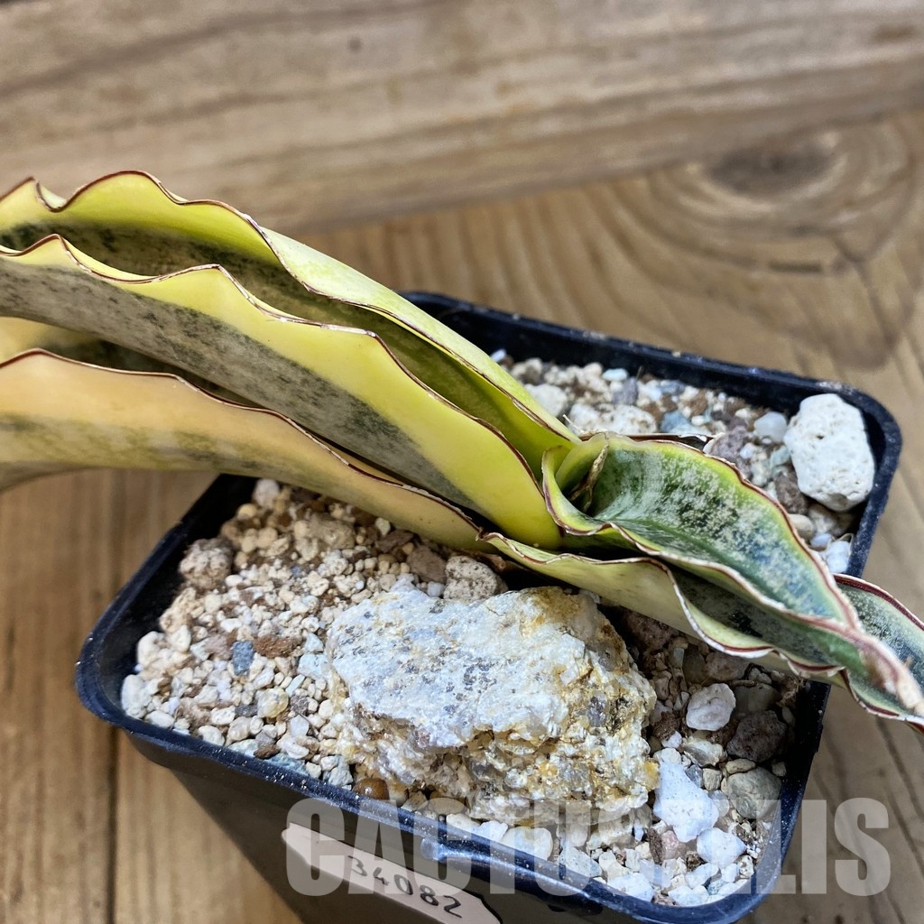 SH34082 Sansevieria kirkii ‘White’ - Image 2