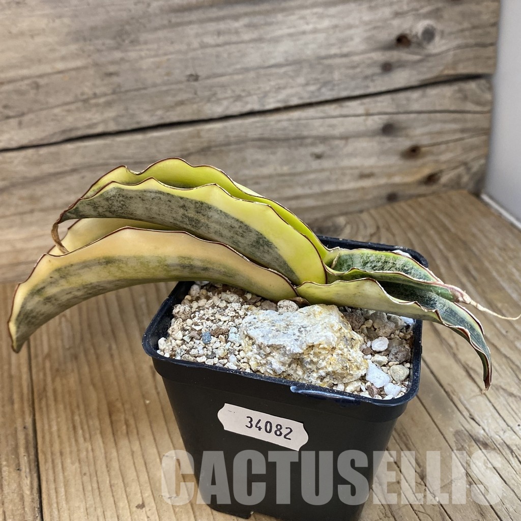 SH34082 Sansevieria kirkii ‘White’ - Image 3