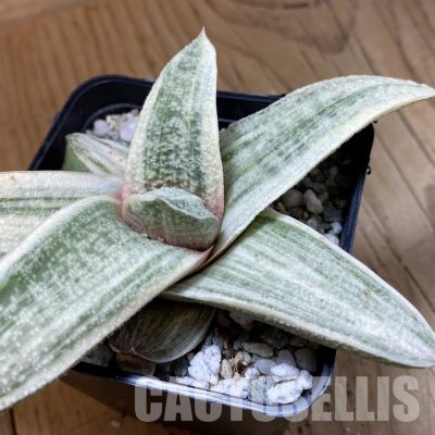 SH34086 Gasteria batesiana ‘White’