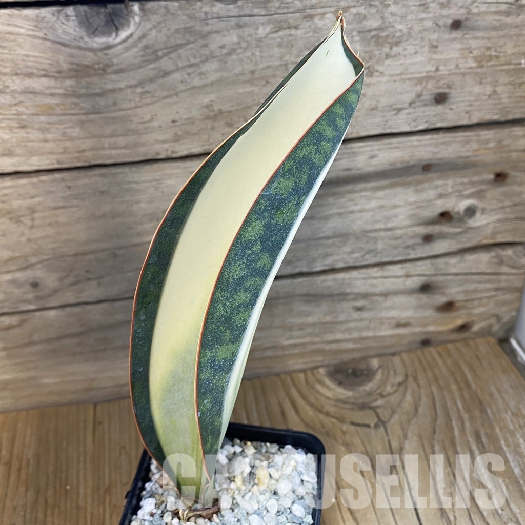 SH34095 Sansevieria ‘Masoniana’ mediopicta