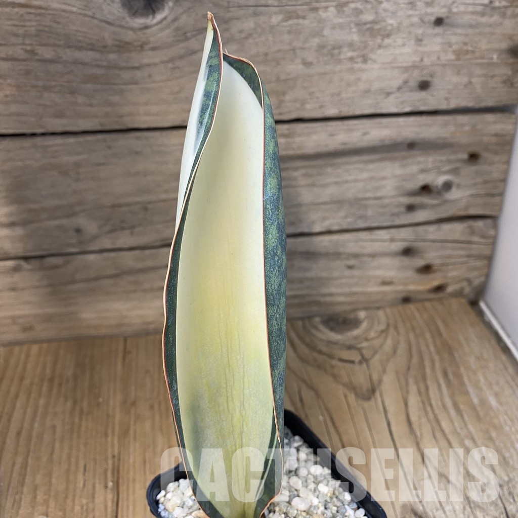 SH34095 Sansevieria ‘Masoniana’ mediopicta - Image 2