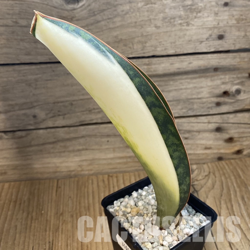 SH34095 Sansevieria ‘Masoniana’ mediopicta - Image 3