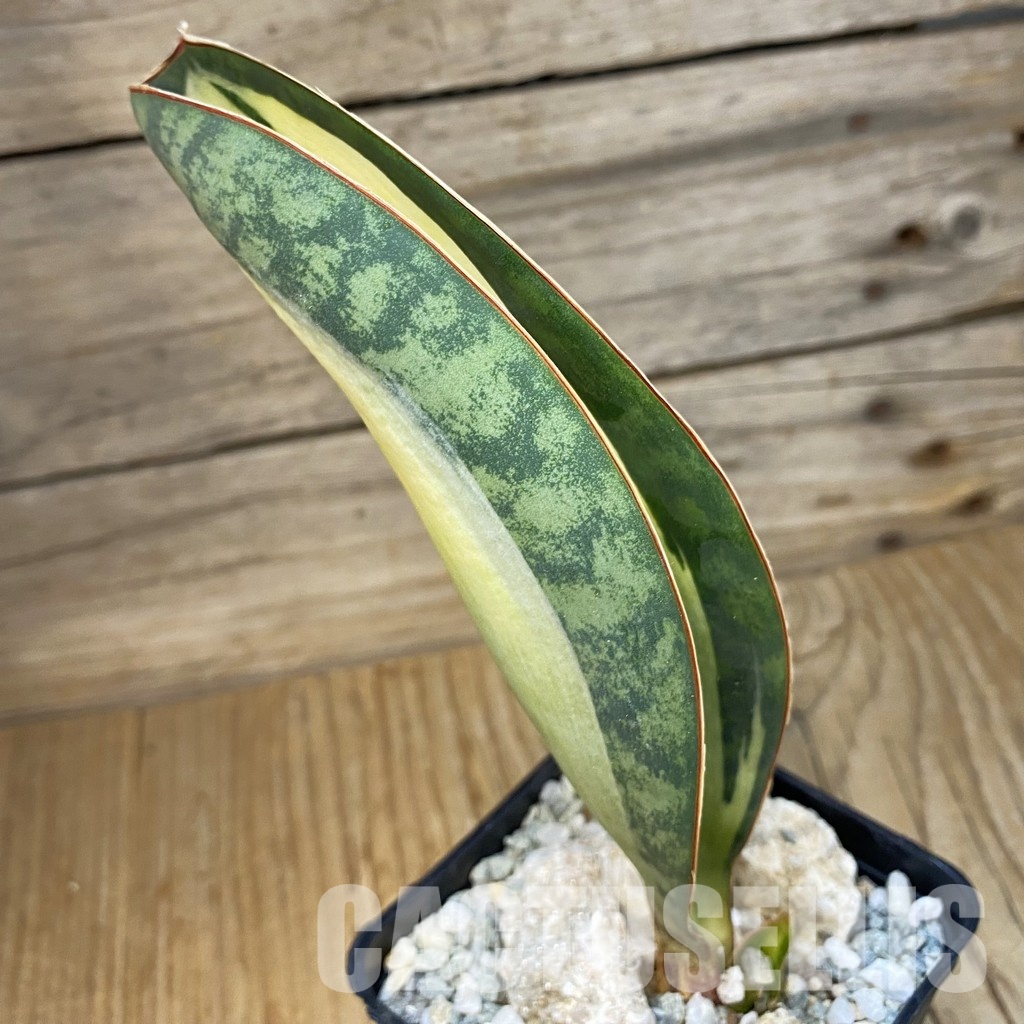 SH34096 Sansevieria ‘Masoniana’ mediopicta