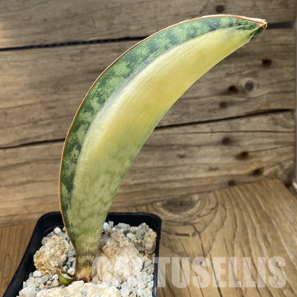 SH34096 Sansevieria ‘Masoniana’ mediopicta - Image 2