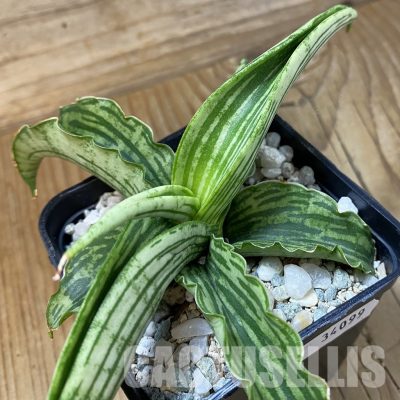 SH34099 Sansevieria ‘Watermelon’ hybrid