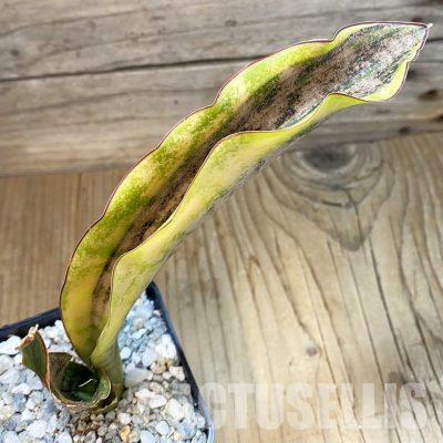 SH34044 Sansevieria kirkii ‘White’