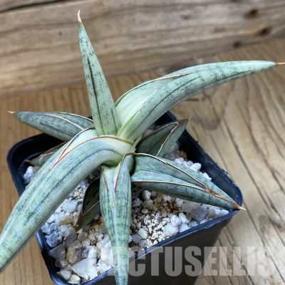 SH34105 Sansevieria ‘Silver Clone’