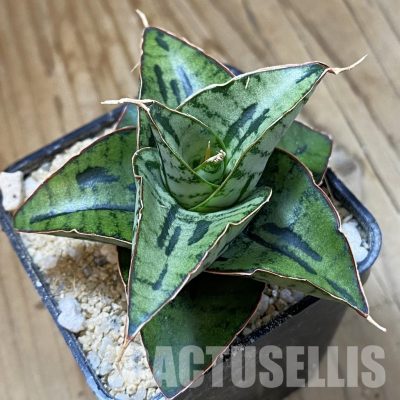 SH34050 Sansevieria ‘Kaisar’ mini