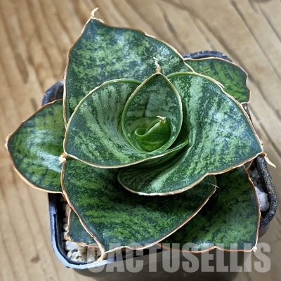 SH34051 Sansevieria ‘Zaza’ hybrid