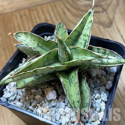 SH34053 Sansevieria ‘Dony’ mini hybrid