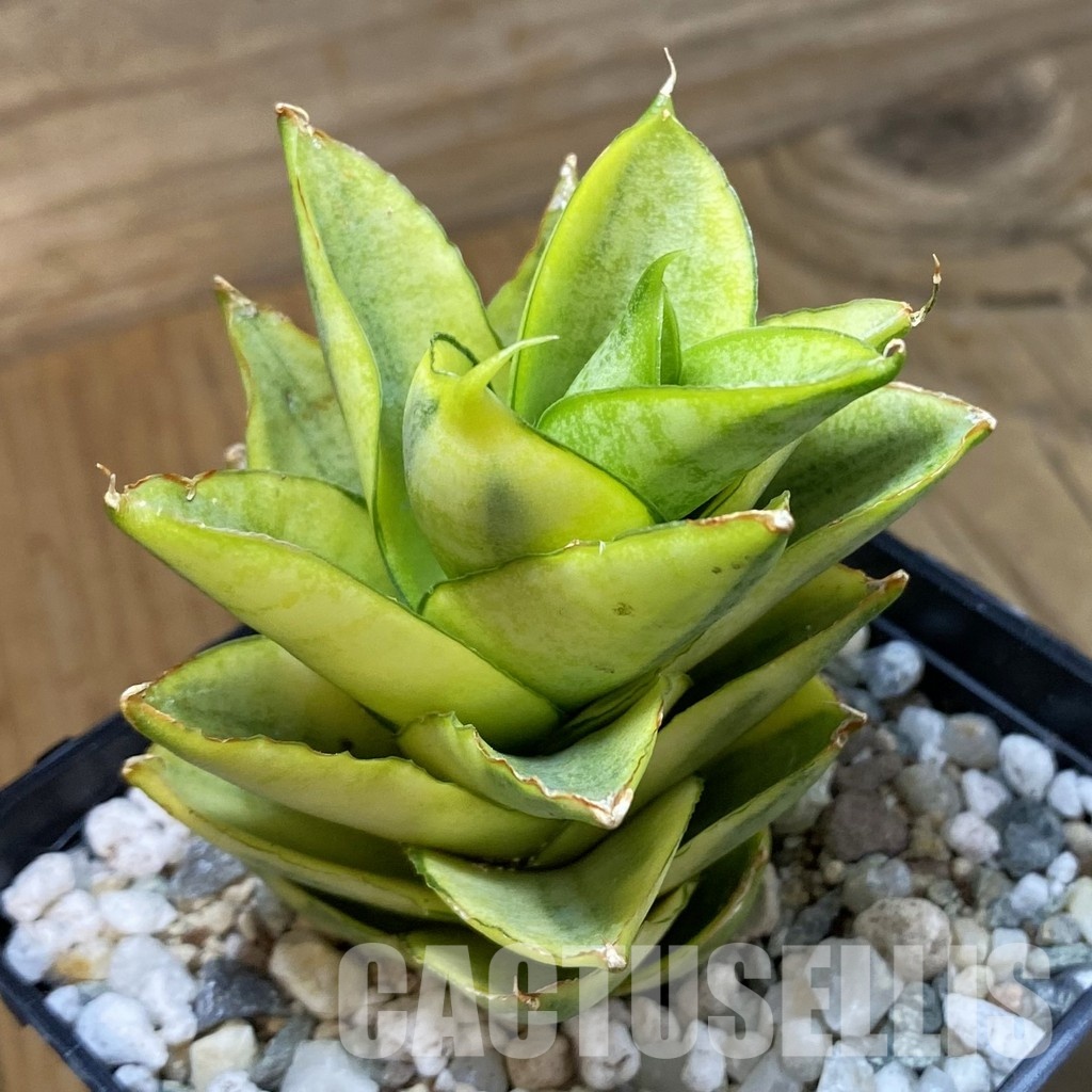 SH34054 Sansevieria ‘Pagoda’ hybrid