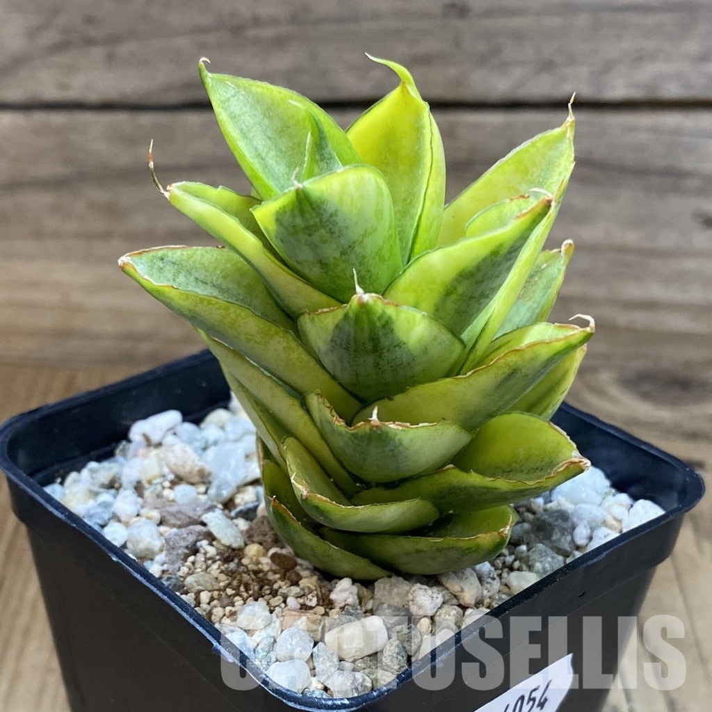 SH34054 Sansevieria ‘Pagoda’ hybrid - Image 2