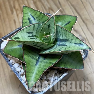 SH34055 Sansevieria ‘Kaisar’ mini