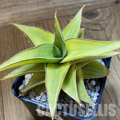 SH34058 Sansevieria ‘Blue leaf’ f. variegata