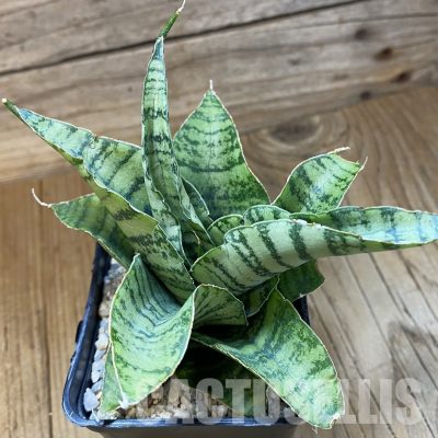 SH34060 Sansevieria 'Spider' hybrid