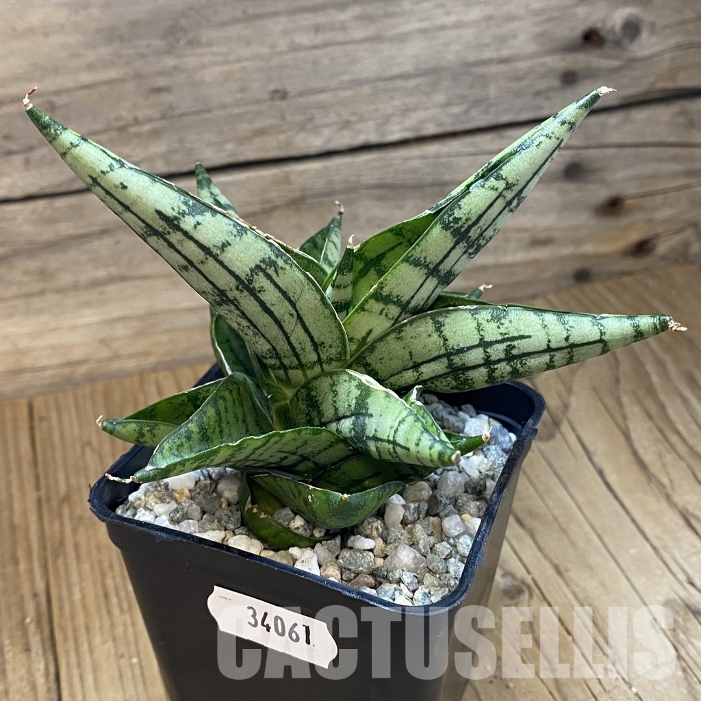 SH34061 Sansevieria ‘Manja’ hybrid - Image 2